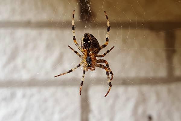 house spider hanging in a web