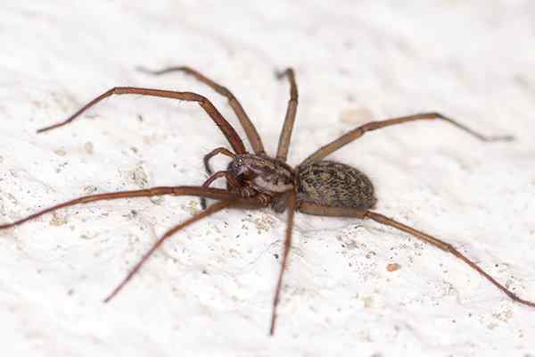 house spider crawling on the ground