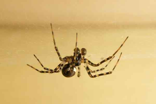 a house spider hanging from the ceiling