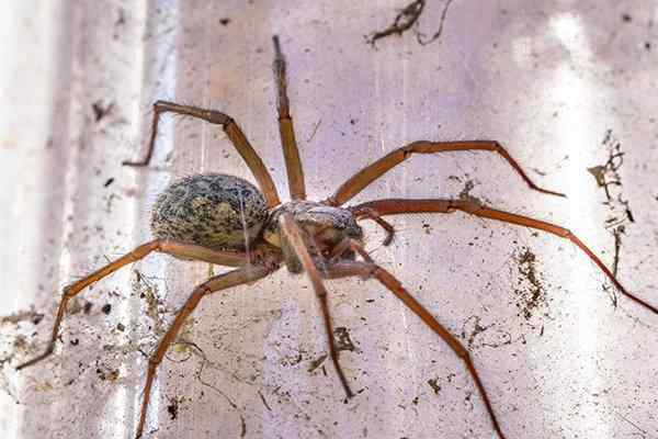 Blog - How Dangerous Are House Spiders In Houston?