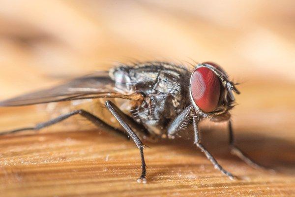 Have an infestation of these in the garage. Looks like a hybrid between house  fly and fruit fly. It hovers in the air like hummingbird but when I get  close or try