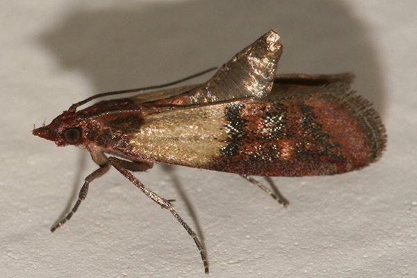 Indian Meal Moth In A Kitchen 