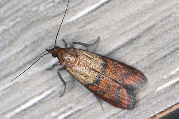 Everything to Know About Getting Rid of Moths In Cupboard Spaces