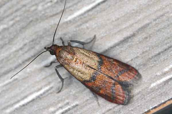 Let's Chat About Pantry Moths In Dallas