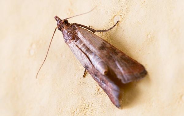 Pantry Moths - Pest Information  Critter Ridders Pest Extermination