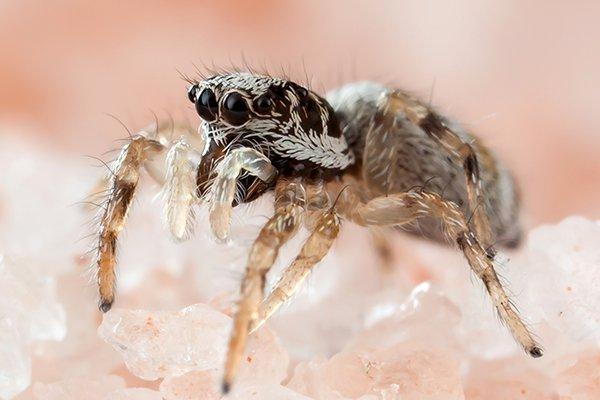 up close image of a jumping spider crawling on salt crystals