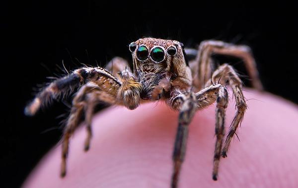 up close image of a jumping spider on a human finger