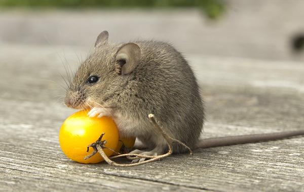 mouse with a tomatoe