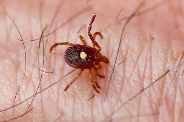 are dog ticks dangerous to humans