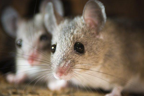 Blog - Why Mouse Traps Just Aren't Working In Your Houston Home