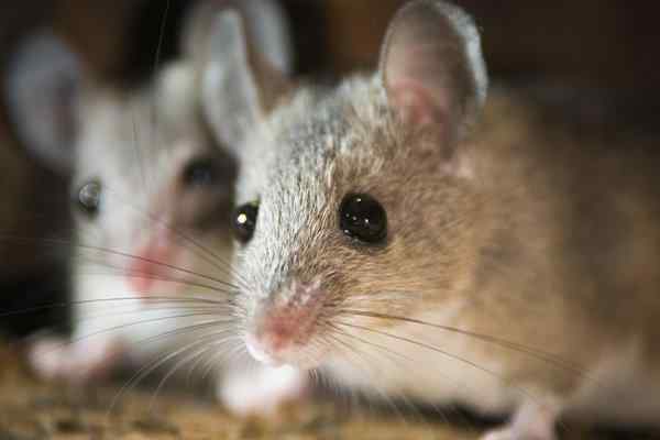 How to solve and prevent mice in your home