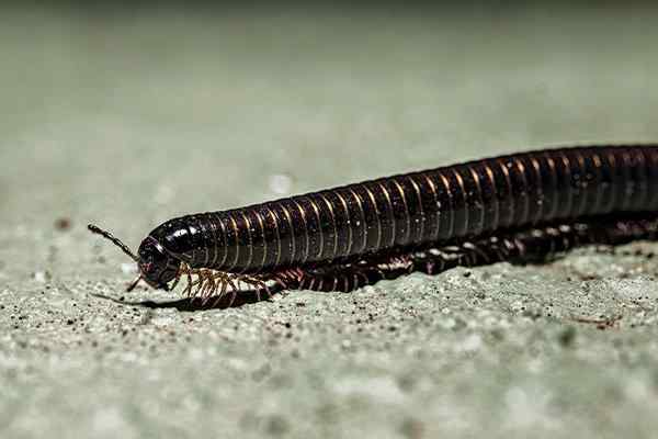 a millipede crawling on the ground