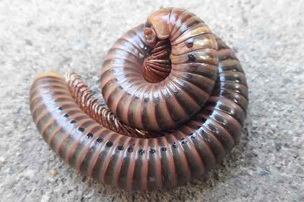 millipede curled up on a basement floor