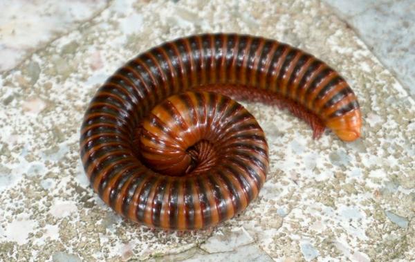 a millipede curled on a patio