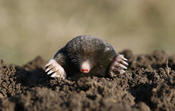 moles digging holes