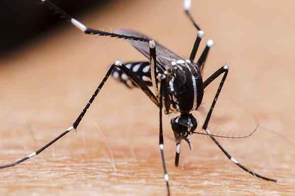 mosquito biting skin spreading disease