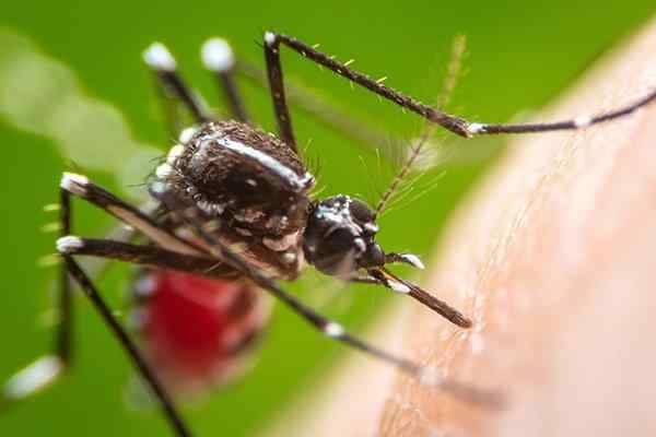 mosquito biting skin