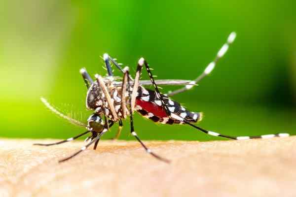 a mosquito biting skin spreading disease