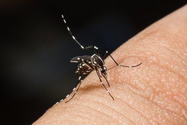 a mosquito biting a human thumb
