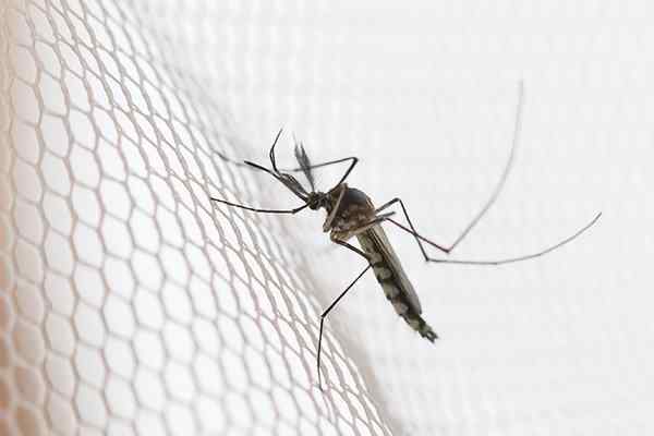 mosquito on netting