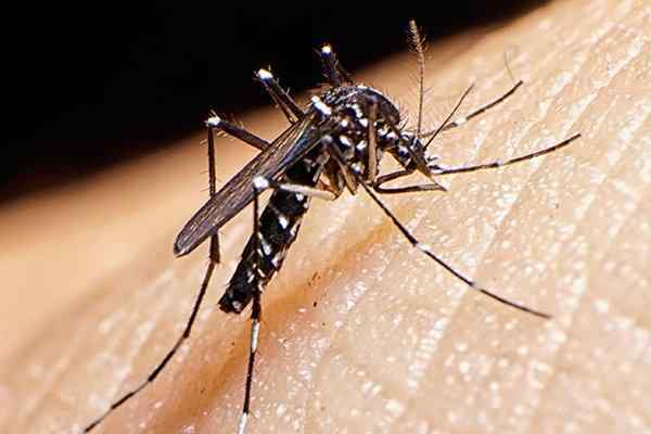mosquito biting human skin