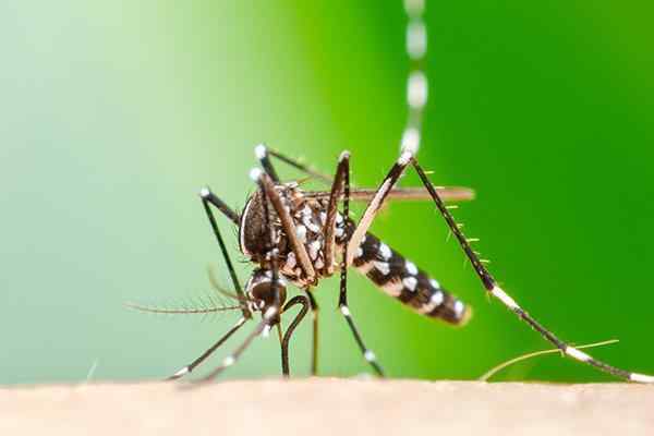 a mosquitoe speading diseases