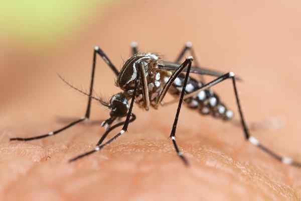 mosquito biting skin