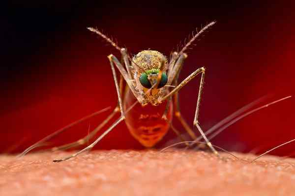a mosquito biting a human