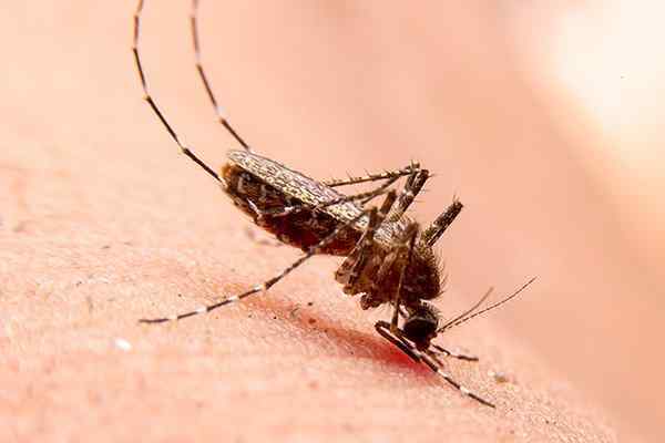 a mosquito sucking blood