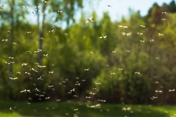 hundreds of mosquitoes swarming above a lawn