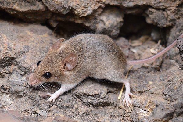 a mouse crawling on a rock outside