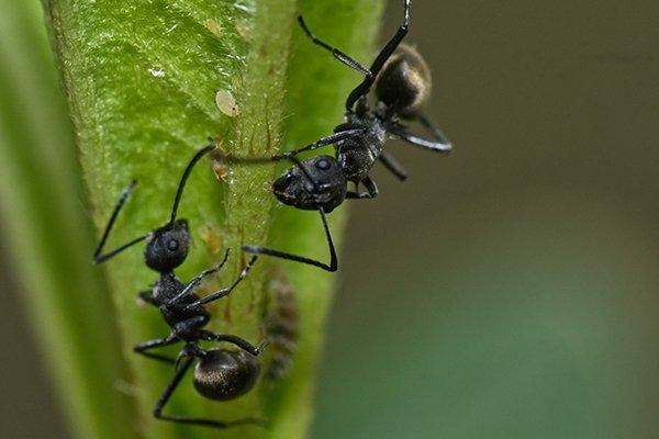 odorous house ants crawling on a plant