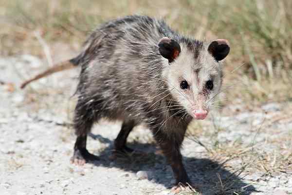 an opossum walking in a yard