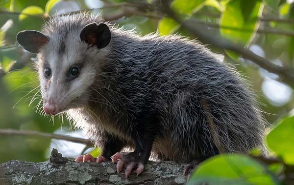 an opossum outside a home