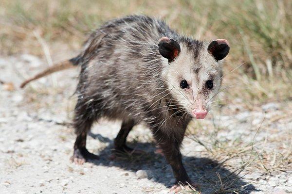 opossum hanging by tail