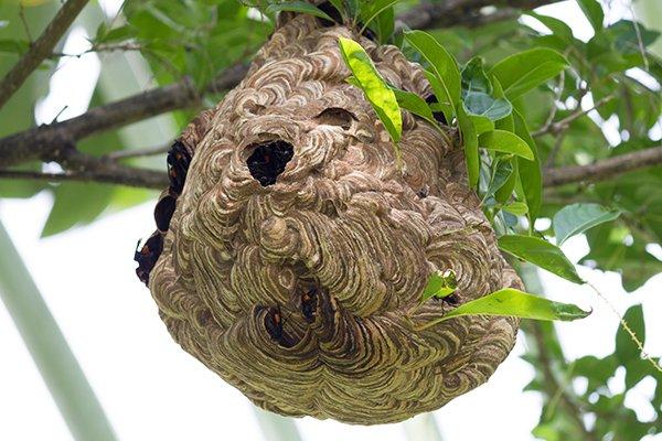 inside a real beehive