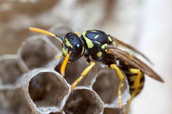 Blog - Houston Area Wasp Prevention Tips