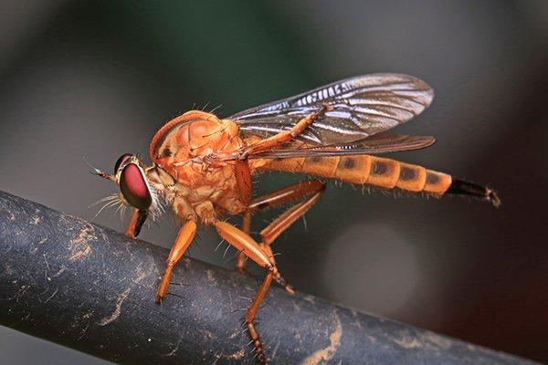 phorid fly on branch