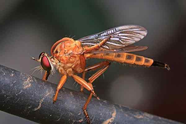a phorid fly on a branch