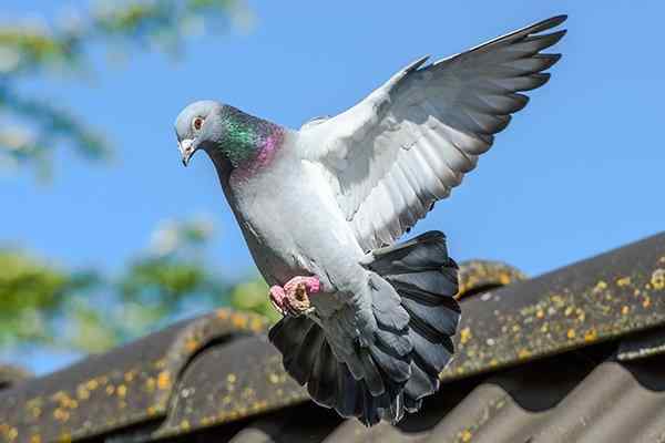 pigeon flying near a home