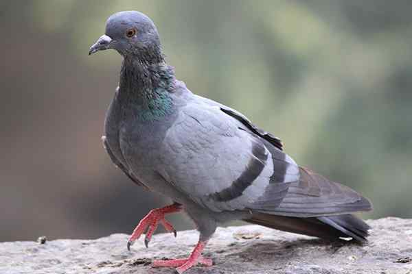 a pigeon walking on a sidewalk