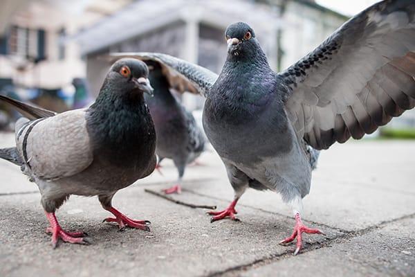 two pigeons up close