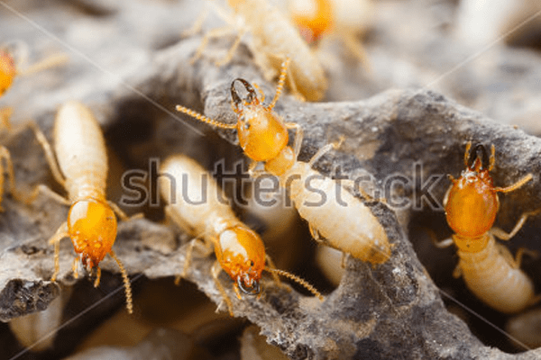 TownName Pest Control | Exterminators In TownName, TX