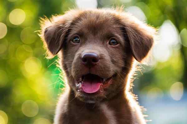a pest free puppy