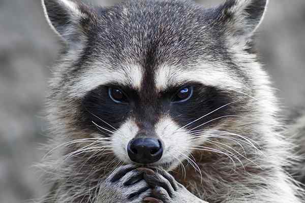 a raccoon in a houston yard