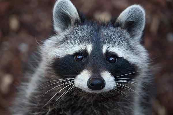 a raccoon looking for food in a yard