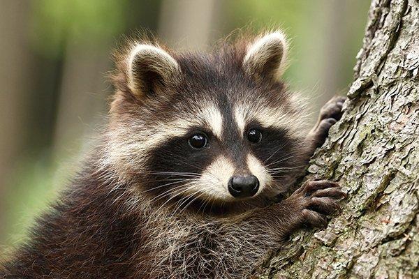 do racoons hibernate in wisconsin