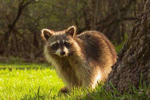 a raccoon looking for food in a yard