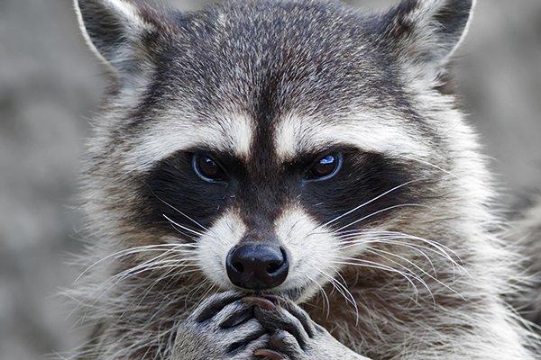 raccoon looking for food