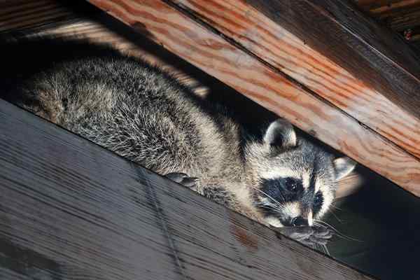 a raccoon crawling in an attic